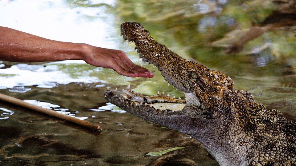 Jurnalist Financial Times, considerat mort după ce a fost tras sub apă de un crocodil în Sri Lanka