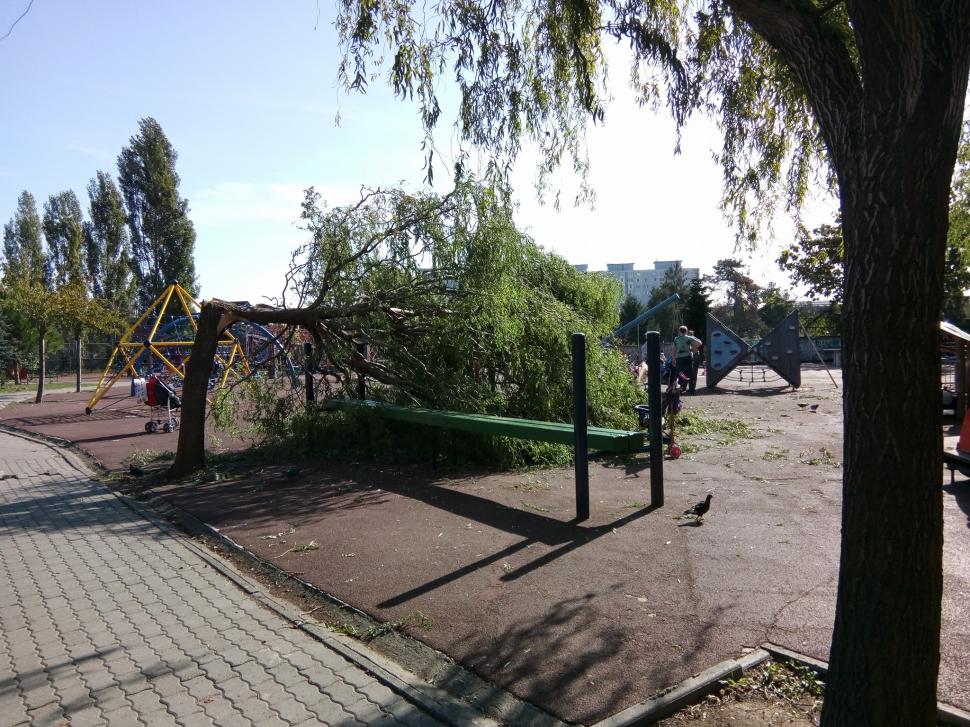 Ce se întâmplă acum la Timișoara, după furtuna devastatoare de duminică 480389