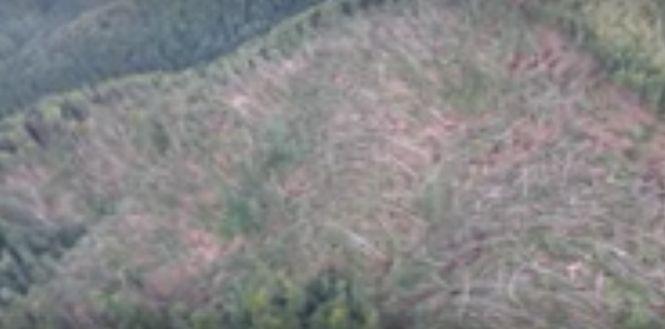 Dezastru după fenomenele meteo extreme. Mii de hectare de pădure au fost distruse - VIDEO 480651