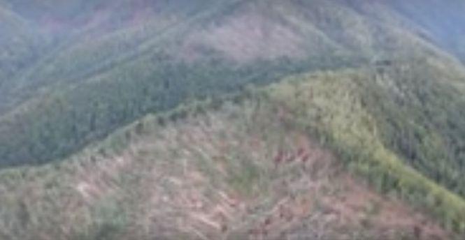 Dezastru după fenomenele meteo extreme. Mii de hectare de pădure au fost distruse - VIDEO 480652