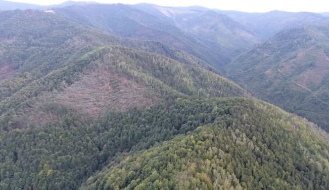 Dezastru după fenomenele meteo extreme. Mii de hectare de pădure au fost distruse - VIDEO
