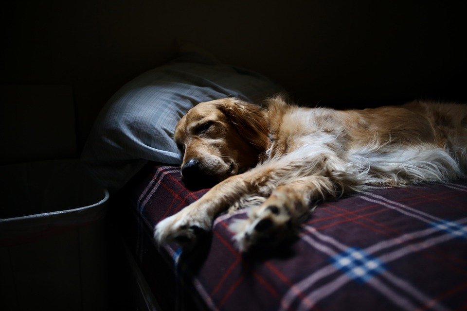 Obișnuiești să dormi cu câinele în pat? Ce spun medicii