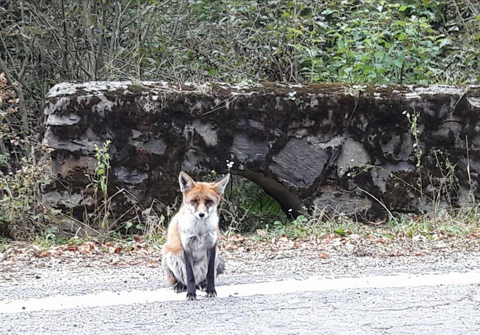Apariție uluitoare pe marginea unui drum din România. Oamenii au oprit mașinile ca să facă poze. „Nu am văzut niciodată așa ceva!” 482371