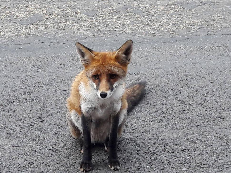 Apariție uluitoare pe marginea unui drum din România. Oamenii au oprit mașinile ca să facă poze. „Nu am văzut niciodată așa ceva!” 482372