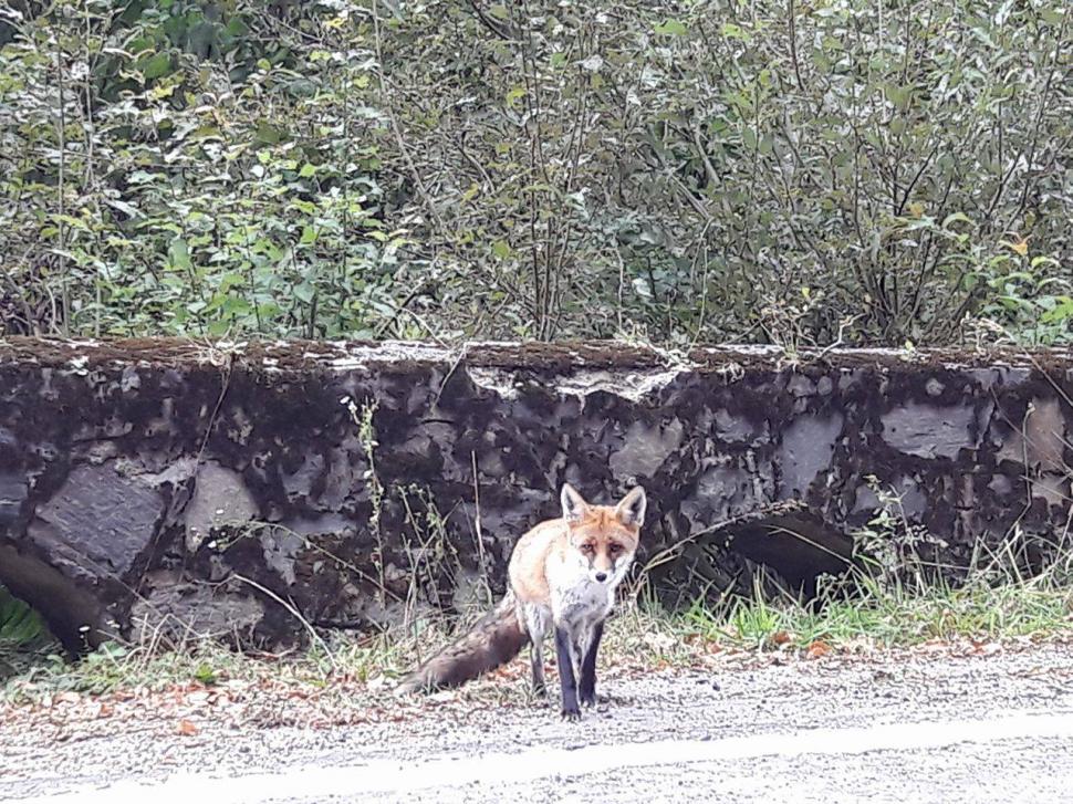 Apariție uluitoare pe marginea unui drum din România. Oamenii au oprit mașinile ca să facă poze. „Nu am văzut niciodată așa ceva!” 482373