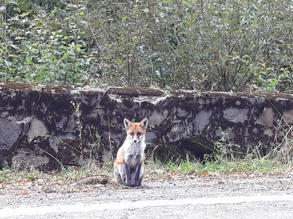 Apariție uluitoare pe marginea unui drum din România. Oamenii au oprit mașinile ca să facă poze. „Nu am văzut niciodată așa ceva!” 482374