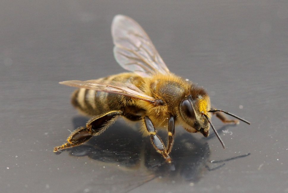 Primul lucru pe care trebuie să-l faci când te înțeapă o albină. Toți trebuie să știe asta!