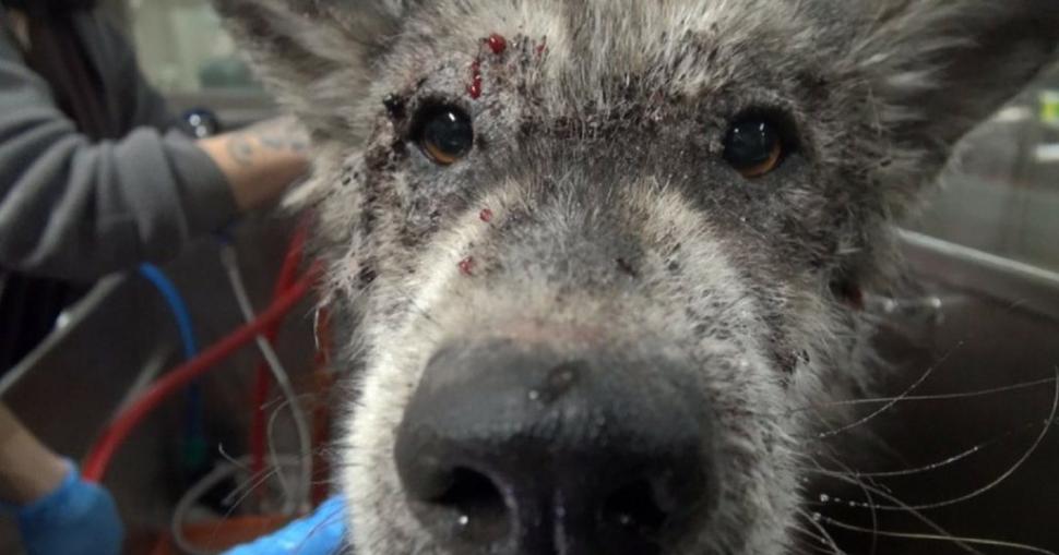 A vrut să salveze un câine înfometat și l-a dus la veterinar. După ce l-a spălat și i-a îngrijit rănile a făcut o descoperire șocantă! Ce animal adusese, de fapt, la cabinet 483153