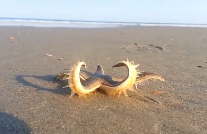 Imagini inedite. Cum se deplasează o stea de mare pe plajă - VIDEO