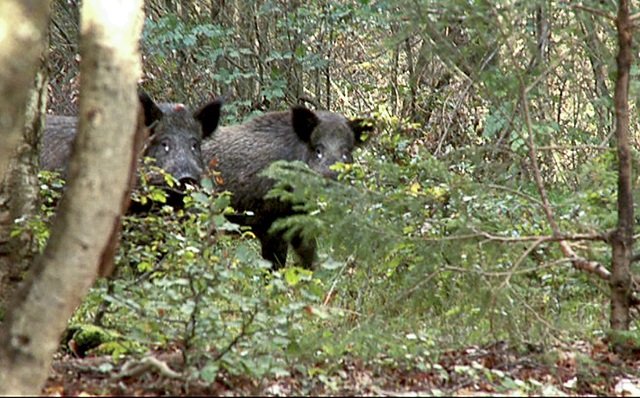 Au împușcat un porc mistreț în pădure. Când i-au făcut disecția, au înlemnit. Și-au pus imediat costume de protecție. Ce se afla în interiorul animalului