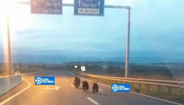 Apariție șocantă pe Autostrada A1. Șoferul a crezut că nu vede bine. A scos imediat telefonul și a făcut poză 484175