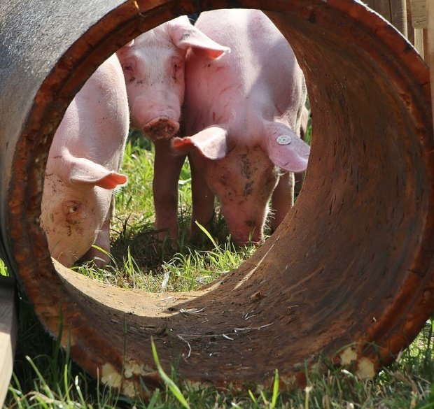 Descoperire macabră în Buzău. Un crescător de porci își hrănea animalele cu cadavre şi resturi animale