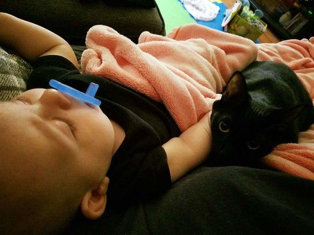 A adoptat un pisoi și l-a adus acasă. Nici prin cap nu i-a trecut ce se va întâmpla când s-a născut primul fiu al familiei 484469