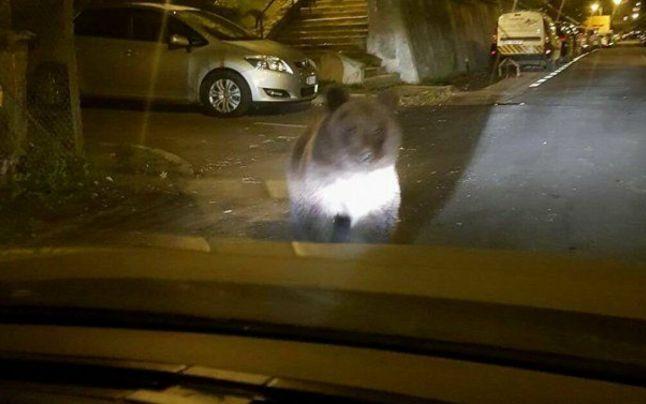 Se plimba prin Brașov când i-a sărit ceva în față. A scos telefonul și l-a pozat instant. „Nu vezi zilnic așa ceva” 484942