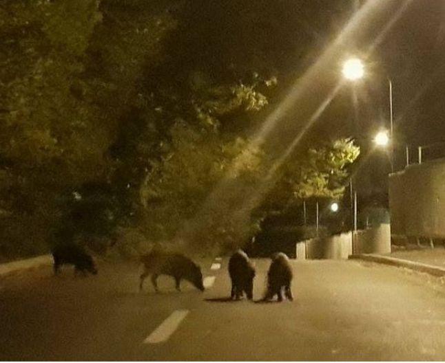 Se plimba prin Brașov când i-a sărit ceva în față. A scos telefonul și l-a pozat instant. „Nu vezi zilnic așa ceva” 484943