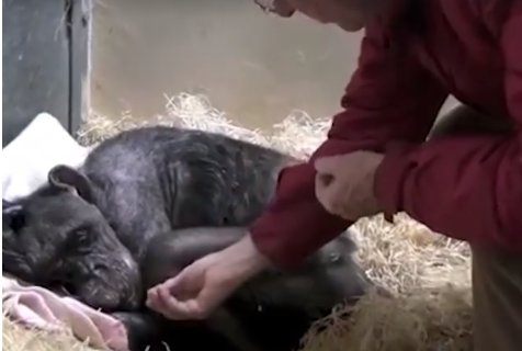 Gestul uluitor făcut de un cimpanzeu înainte să moară. L-a tras aproape pe îngrijitorul lui și... - VIDEO