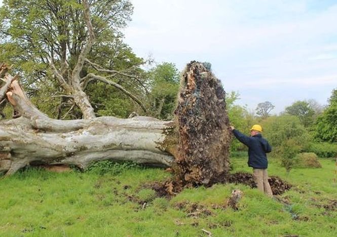 Descoperire șocantă la rădăcina unui copac doborât de furtună. Era acolo de 900 de ani 
