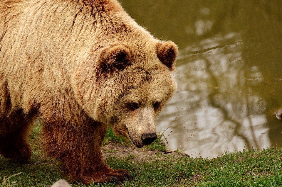 Două persoane au fost atacate de un urs, într-un cartier din Făgăraş