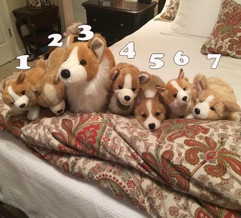 TEST. Care este cel adevărat? - FOTO integral, în articol 487383