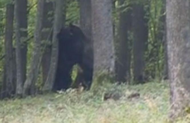 Au dat nas în nas cu doi urși într-o pădure din România. Când au văzut ce fac animalele, au început imediat să filmeze. Imagini uluitoare - VIDEO
