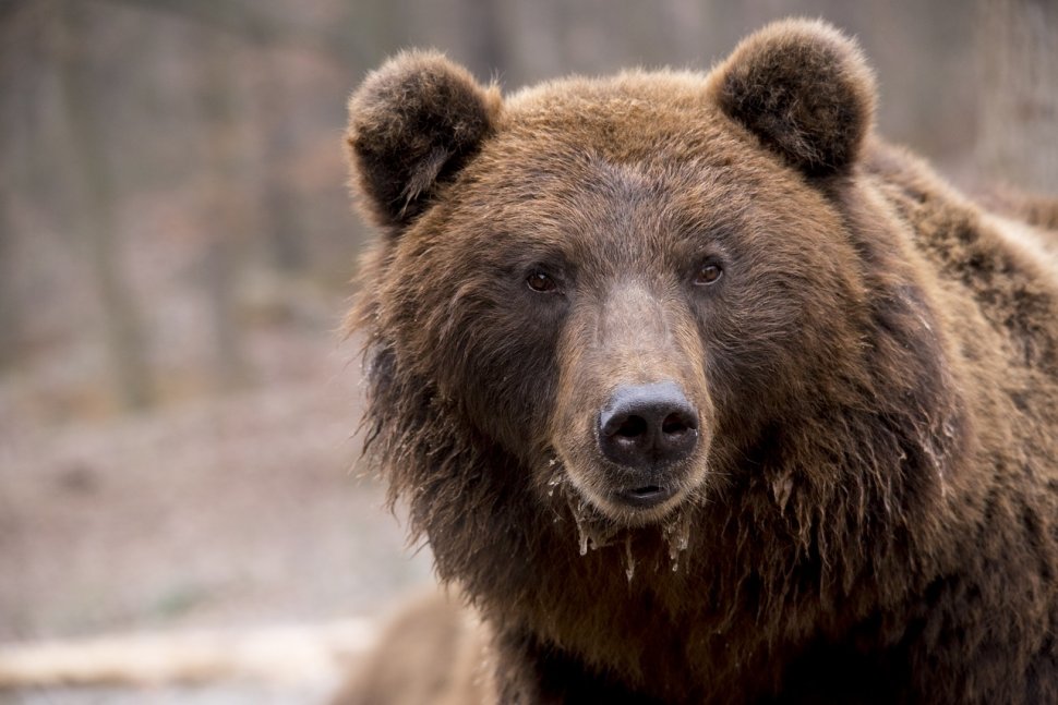 Două ursoaice cu pui au coborât pe o stradă din Buşteni. Ce a urmat