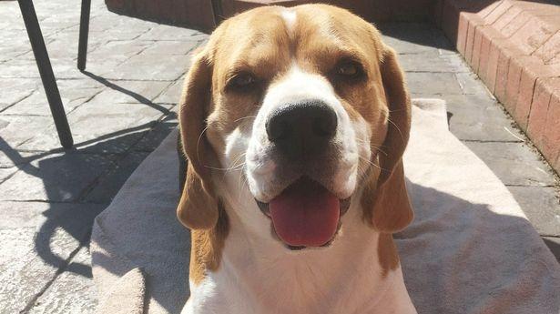 O femeie a avut un adevărat șoc când s-a uitat în urechea cățelului său: „Doamne, cum e posibil?” (FOTO) 489413