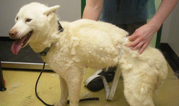 Poliţiștii au intrat în casa unui medic. Auzeau zgomote ciudate și nu știau de unde vin. În timpul cercetărilor, au găsit o trapă în podea. Este cumplit ce au putut găsi acolo (FOTO)  489568