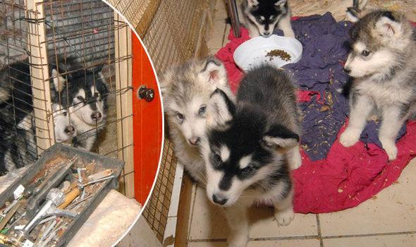 Poliţiștii au intrat în casa unui medic. Auzeau zgomote ciudate și nu știau de unde vin. În timpul cercetărilor, au găsit o trapă în podea. Este cumplit ce au putut găsi acolo (FOTO)  489569