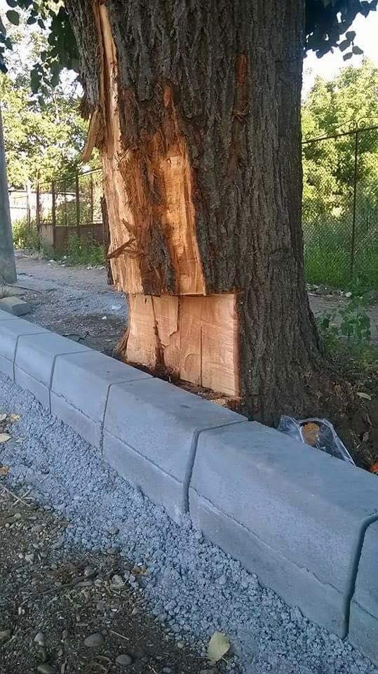 S-au pus borduri noi, care trec direct prin copaci - FOTO 489464