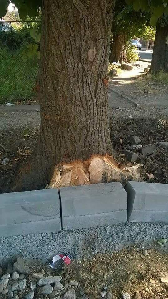 S-au pus borduri noi, care trec direct prin copaci - FOTO 489465