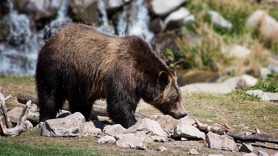 Pericol în Brașov. O ursoaică cu trei pui, văzută în oraș