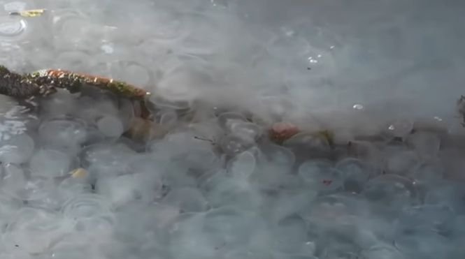 Fenomen neobişnuit într-un port din Crimeea. Milioane de meduze s-au apropiat de ţărmul peninsulei - VIDEO