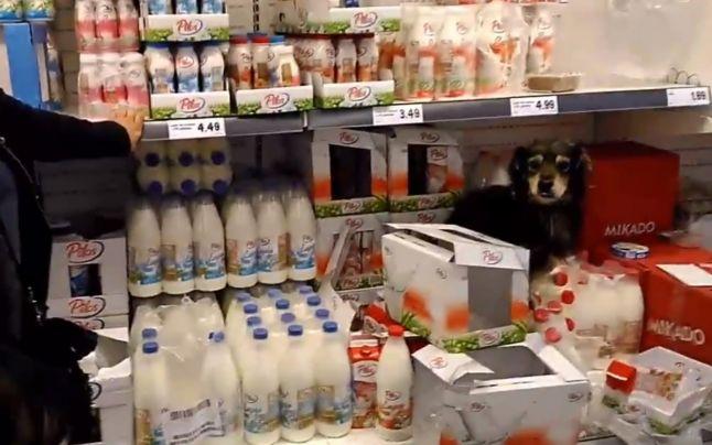 Câine la raft, noua ofertă dintr-un supermarket din România - VIDEO