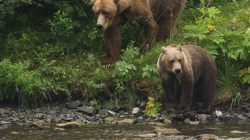 Pericol major pe Valea Prahovei. Opt urşi au fost văzuţi pe străzile staţiunilor 