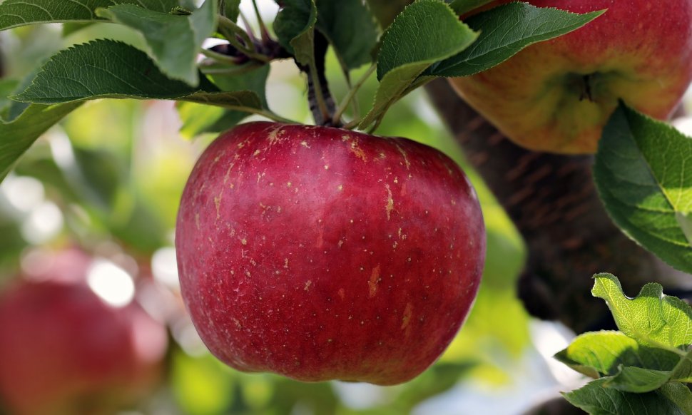 Studiu. Mai multe persoane au mâncat mere în fiecare zi, timp de cinci ani. Cum arată analizele lor