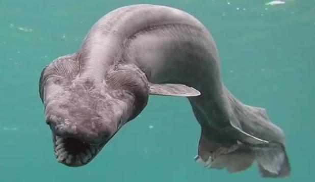 Descoperire bizară pe coasta Portugaliei. A fost găsită o creatură marină cu 300 de dinţi aşezaţi în 25 de rânduri. Cum arată monstrul 491210