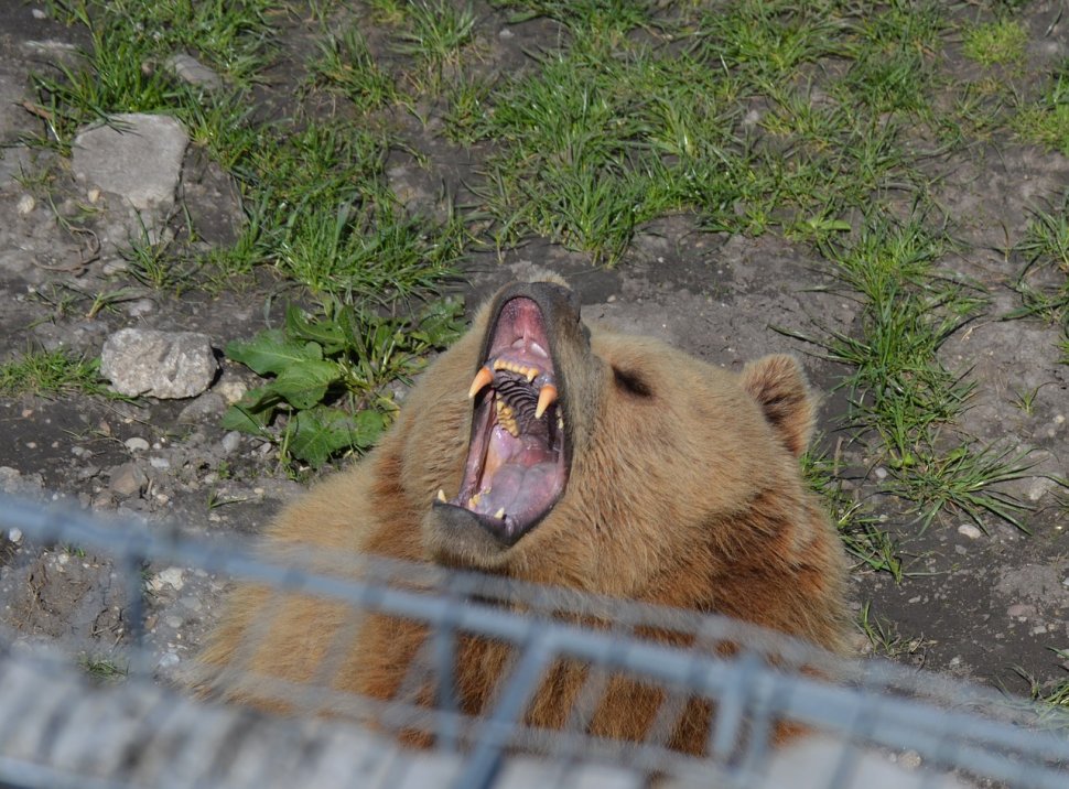 O ursoaică cu doi pui a intrat într-o gospodărie din Brașov. A luat un miel și l-a mâncat în curtea localnicului