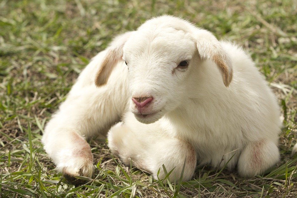 O nouă rasă de oi se va omologa în România. „Prolific”, rezultatul a 30 de ani de cercetare 