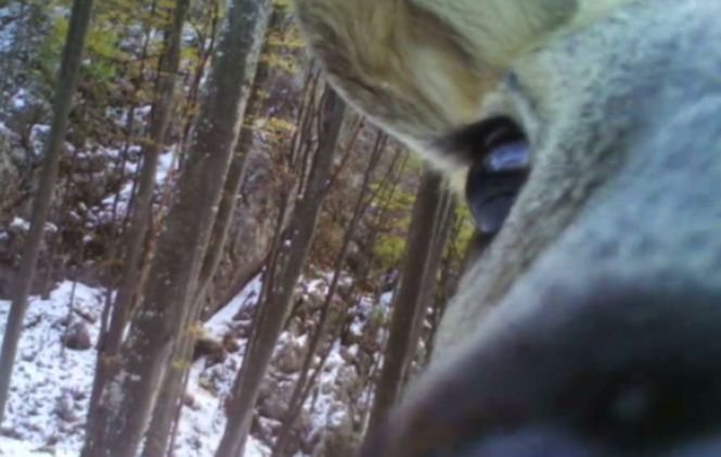 O căprioară descoperă o cameră de supraveghere în pădure, pe Valea Cernei. Imagini rare - VIDEO