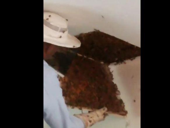 Timp de două luni, auzea constant niște zgomote ciudate din tavan. Într-o zi, la ea în vizită era o prietenă care și-a dat seama imediat despre ce e vorba. Ce a urmat e uluitor (FOTO+VIDEO) 493430