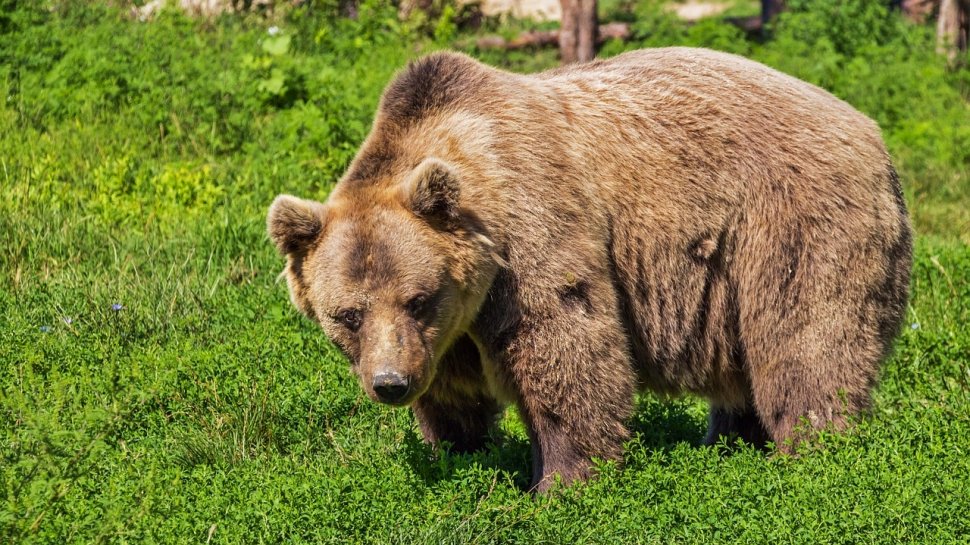 Incident dramatic în Argeș! Un bărbat a fost ucis de un urs în timpul unei partide de vânătoare 