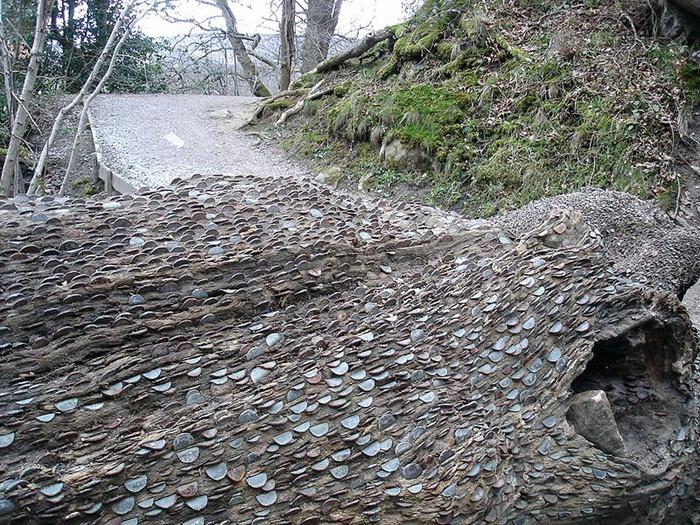 A găsit în mijlocul pădurii un copac ciudat. Când s-a apropiat, nu i-a venit să creadă ce vede: „Doamne, sunt peste tot!” (FOTO) 495640