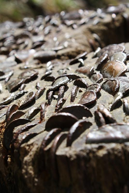 A găsit în mijlocul pădurii un copac ciudat. Când s-a apropiat, nu i-a venit să creadă ce vede: „Doamne, sunt peste tot!” (FOTO) 495641