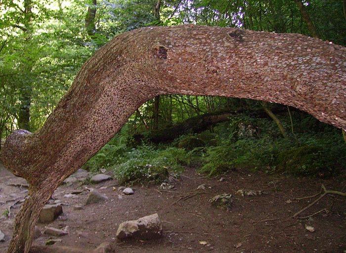 A găsit în mijlocul pădurii un copac ciudat. Când s-a apropiat, nu i-a venit să creadă ce vede: „Doamne, sunt peste tot!” (FOTO) 495642