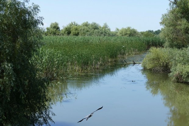 Vești alarmante despre Delta Dunării: Este în pragul falimentului piscicol