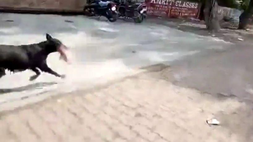 Au văzut un câine alergând pe stradă cu ceva în gură. Așa că oamenii au început să-l urmărească. Când s-au apropiat de el, au avut un șoc. Animalul se apropiase de puii săi și a lăsat prada jos.... 496097