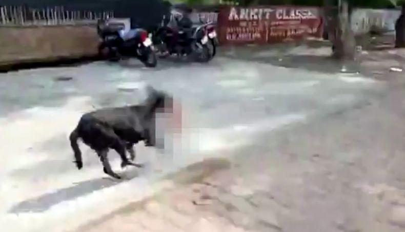 Au văzut un câine alergând pe stradă cu ceva în gură. Așa că oamenii au început să-l urmărească. Când s-au apropiat de el, au avut un șoc. Animalul se apropiase de puii săi și a lăsat prada jos.... 496098