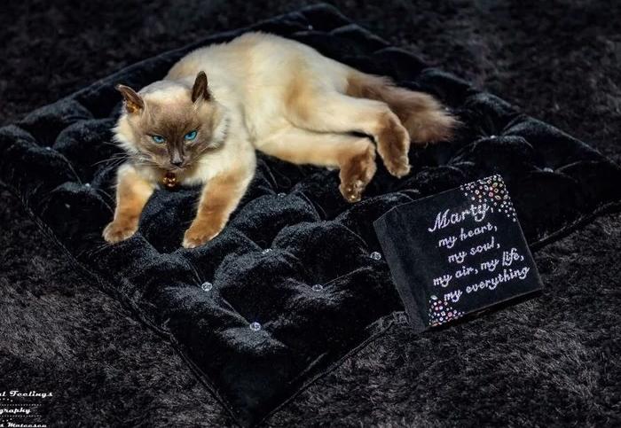  Atenţie, imagini şi mărturii şocante. Oana Zăvoranu și-a deshumat motanul şi apoi l-a împăiat: ”Îl îngropasem lângă tata!” 496326