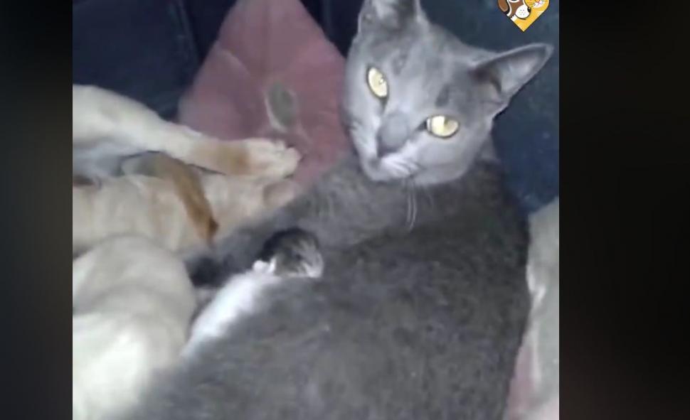 Era o zi extrem de urâtă, așa că a decis să-i aducă încă o pătură cățelușei sale. Când s-a apropiat de cușcă, nu i-a venit să creadă ce vede. „Este uluitor! Așa ceva mai rar vezi!” (FOTO+VIDEO) 496410