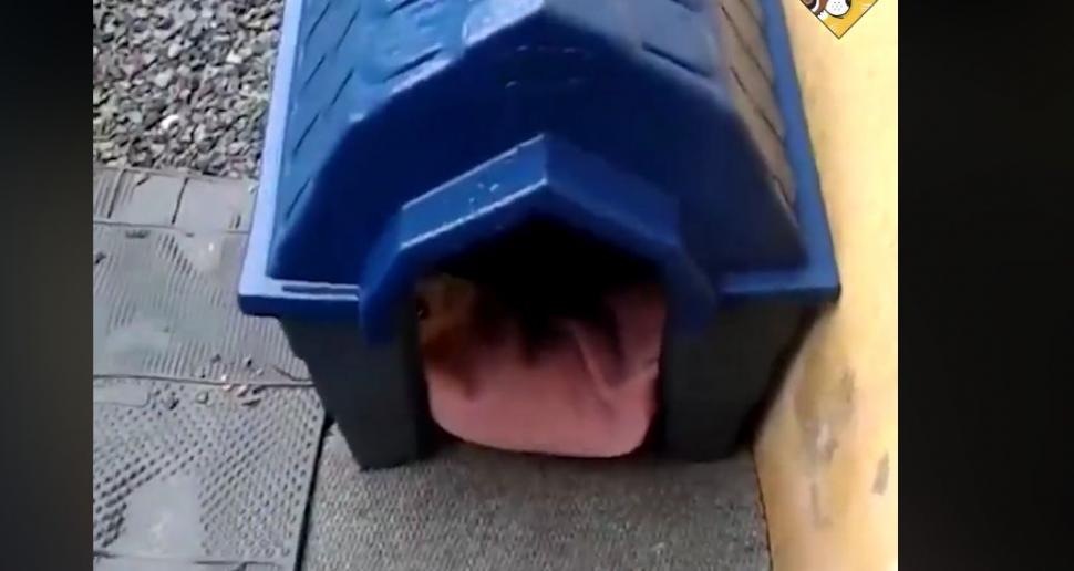 Era o zi extrem de urâtă, așa că a decis să-i aducă încă o pătură cățelușei sale. Când s-a apropiat de cușcă, nu i-a venit să creadă ce vede. „Este uluitor! Așa ceva mai rar vezi!” (FOTO+VIDEO) 496411